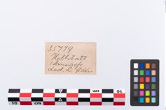 Etikett zu Beinnadelspitzenschoner (NHMW-PRAE-035779)